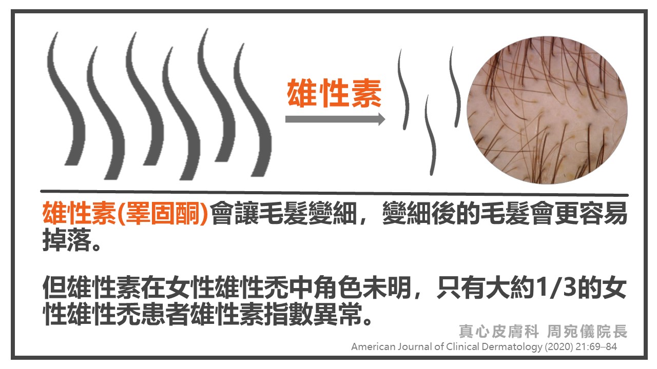 雄性素